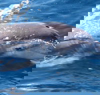 Jervis Bay Dolphin Watch Cruise - Grafton Accommodation