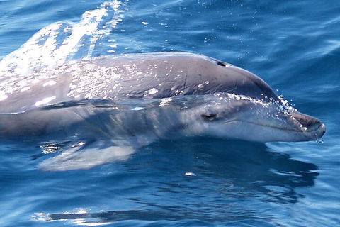 Jervis Bay Dolphin Watch Cruise - Grafton Accommodation 0