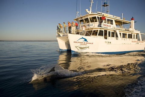 Jervis Bay Dolphin Watch Cruise - Grafton Accommodation 3