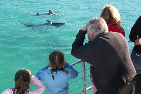 Jervis Bay Dolphin Watch Cruise - Grafton Accommodation 4