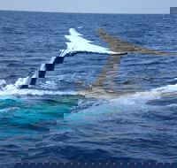 Whale Watching Jervis Bay - Grafton Accommodation