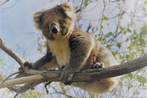Kangaroo Island Scenic Trail Tour - Grafton Accommodation 2