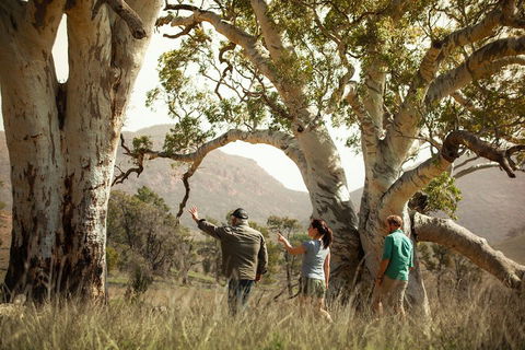 Yura Udnyu - Our Culture, Your Culture (Aboriginal Cultural Walk) - Grafton Accommodation 5