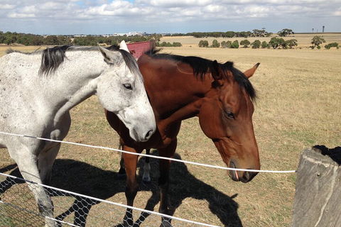 Legends & Champions Tour - Grafton Accommodation 1