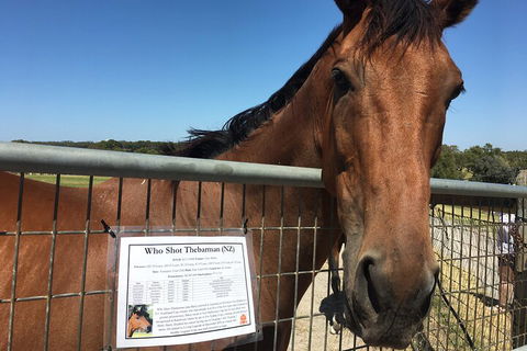 Legends & Champions Tour - Grafton Accommodation 4