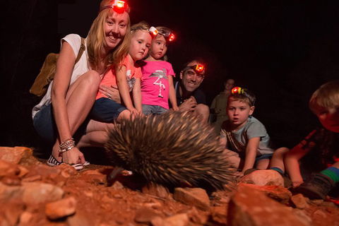 Alice Springs Desert Park Nocturnal Tour - Grafton Accommodation 5