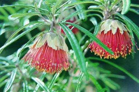 Full-Day Pinnacles Desert And Yanchep National Park Tour From Perth - Grafton Accommodation 1