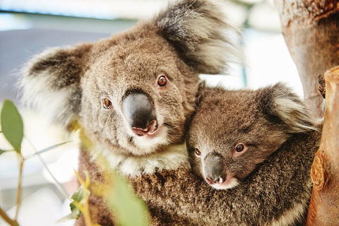 Full-Day Pinnacles Desert And Yanchep National Park Tour From Perth - Grafton Accommodation 5