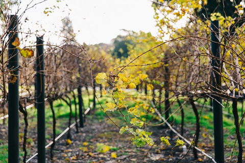 Australian Wine Discovery Tour Ticket - Grafton Accommodation 4