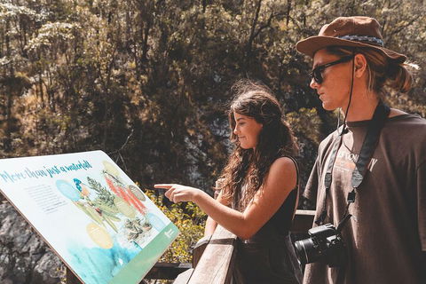 Springbrook AndTamborine Rainforest Tour Incl Natural Bridge And Glow Worm Cave - Grafton Accommodation 0