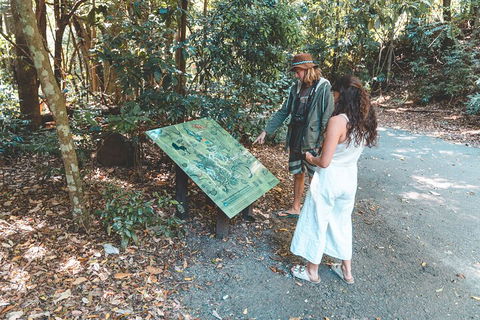 Springbrook AndTamborine Rainforest Tour Incl Natural Bridge And Glow Worm Cave - Grafton Accommodation 5