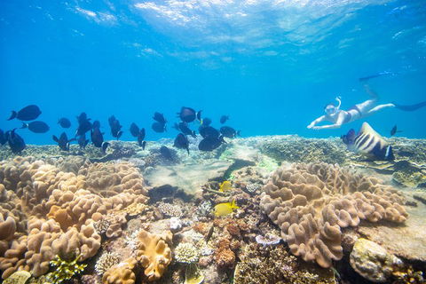 Outer Reef Pontoon Experience From Cairns - Grafton Accommodation 4
