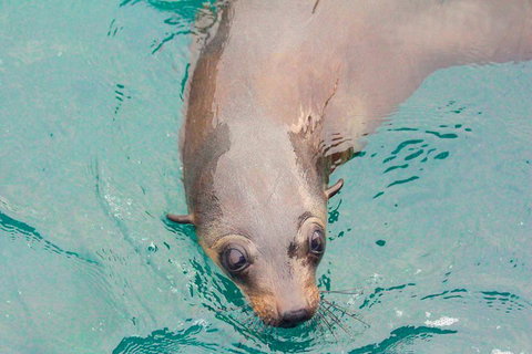 Wilsons Promontory Full Day Cruise - Grafton Accommodation 0