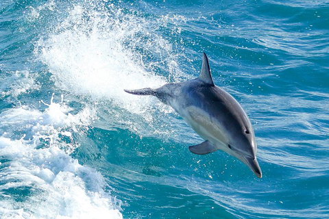 Wilsons Promontory Full Day Cruise - Grafton Accommodation 1